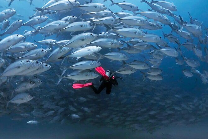 Cabo Pulmo Diving Adventure - What to Expect from the Cabo Pulmo Diving Adventure