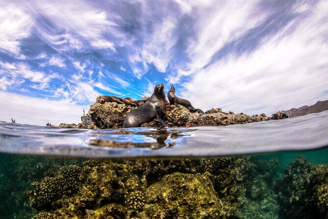 Cabo Pulmo Snorkel Adventure - The Practical Side: Price & Value