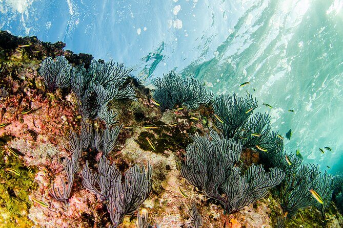 Cabo Pulmo Snorkel Adventure - Real Traveler Insights