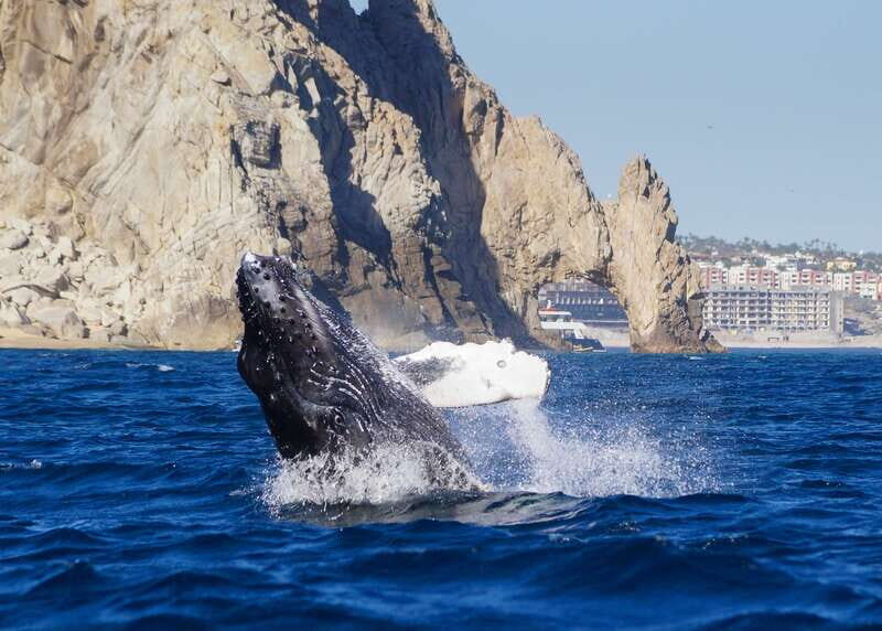 Cabo San Lucas: 2.5-Hour Whale Watching Tour - Key Points