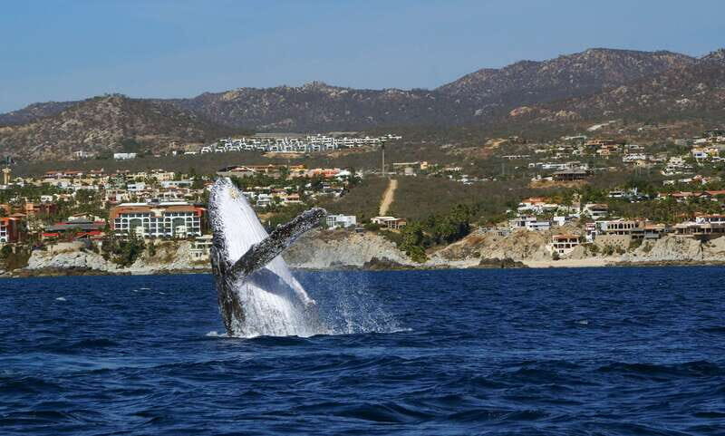Cabo San Lucas: 2.5-Hour Whale Watching Tour - Why This Whale Watching Tour Stands Out