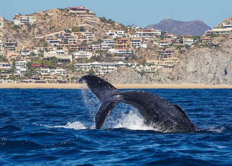 Cabo San Lucas: 2.5-Hour Whale Watching Tour - The Value and Who It’s Best For