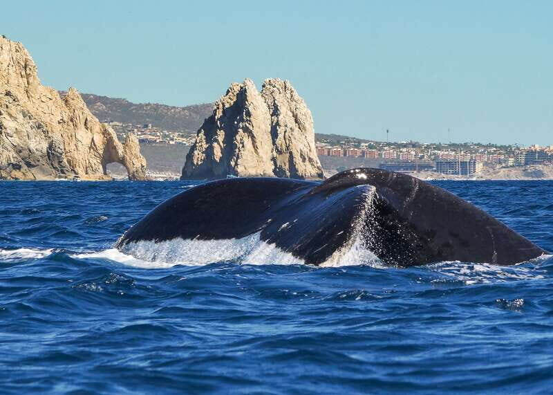 Cabo San Lucas: 2.5-Hour Whale Watching Tour - Final Thoughts