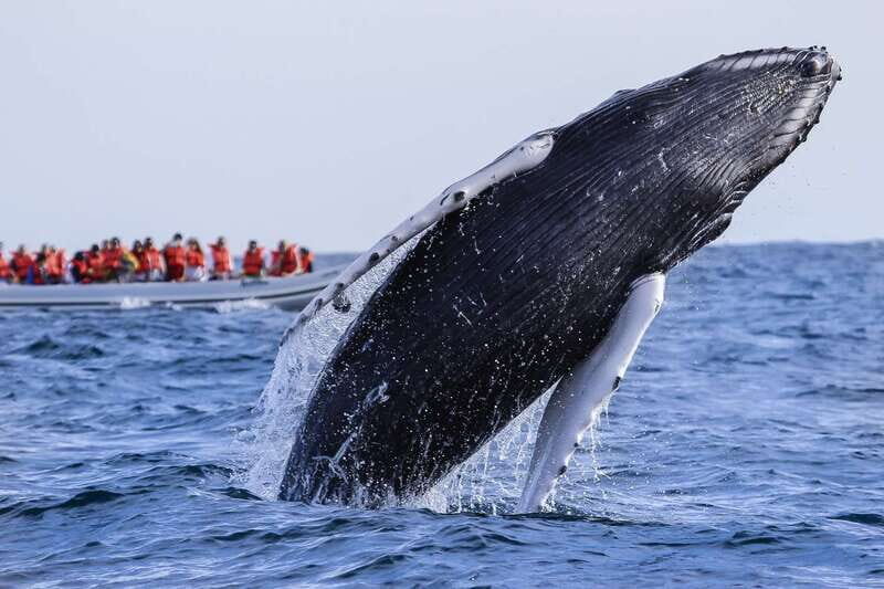 Cabo San Lucas: 2-Hour Whale Watching Adventure - Key Points: