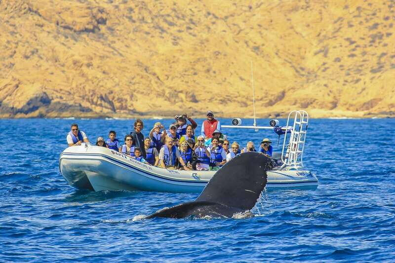 Cabo San Lucas: 2-Hour Whale Watching Adventure - What to Expect on the Tour