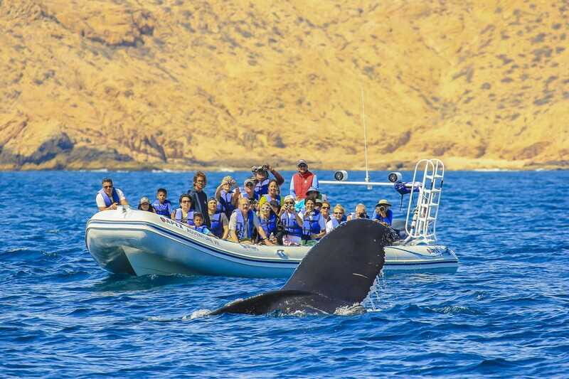 Cabo San Lucas: 2-Hour Whale Watching Adventure - FAQs