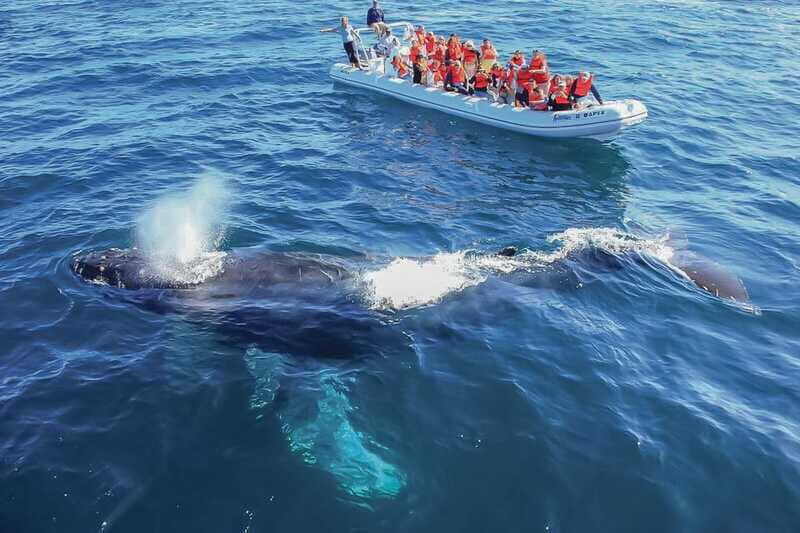 Cabo San Lucas: 2-Hour Whale Watching Adventure - Final Thoughts