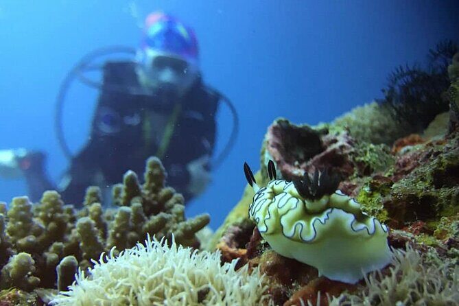 Cabo San Lucas 2 Tank Scuba Diving - Who Would Love This Tour?