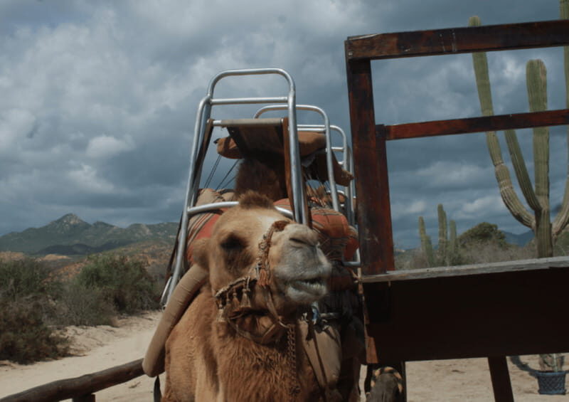 Cabo San Lucas: Amazing Camel Adventure on the Beach - What to Expect from the Camel Adventure in Cabo