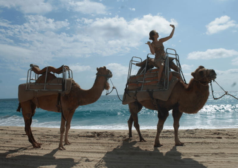 Cabo San Lucas: Amazing Camel Adventure on the Beach - The Experience: A Step-by-Step