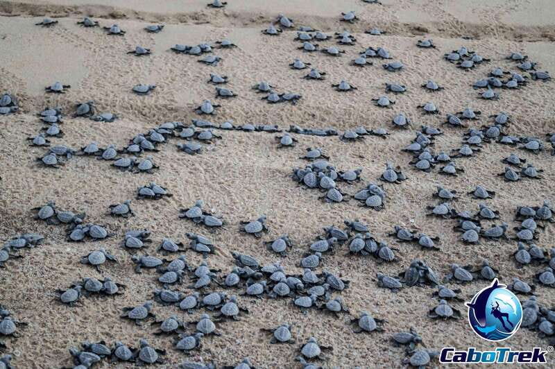 Cabo San Lucas: Baby Turtle Release Experience - Key Points