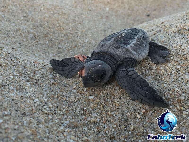 Cabo San Lucas: Baby Turtle Release Experience - The Route and Its Highlights