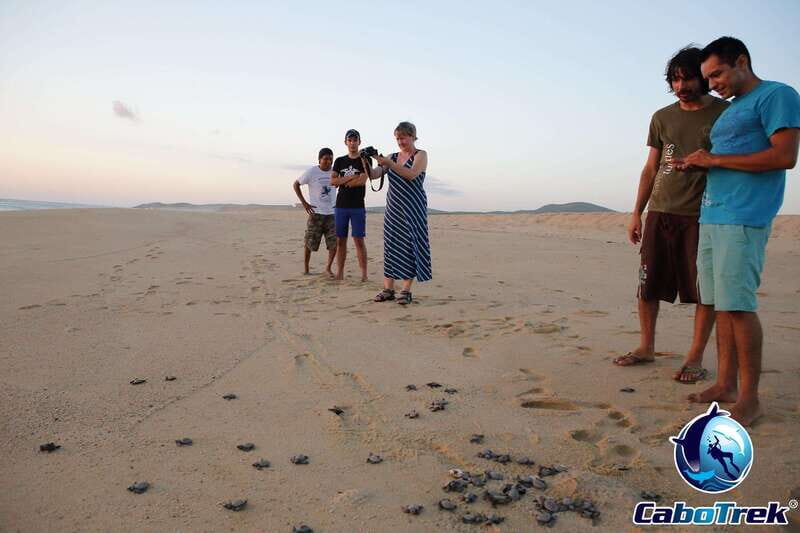 Cabo San Lucas: Baby Turtle Release Experience - What’s Included and What You’ll Need to Arrange