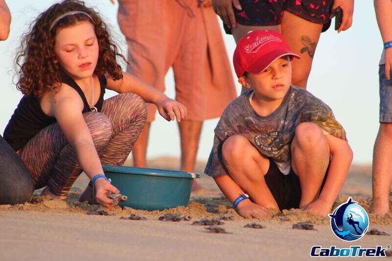 Cabo San Lucas: Baby Turtle Release Experience - Who Will Love This Tour