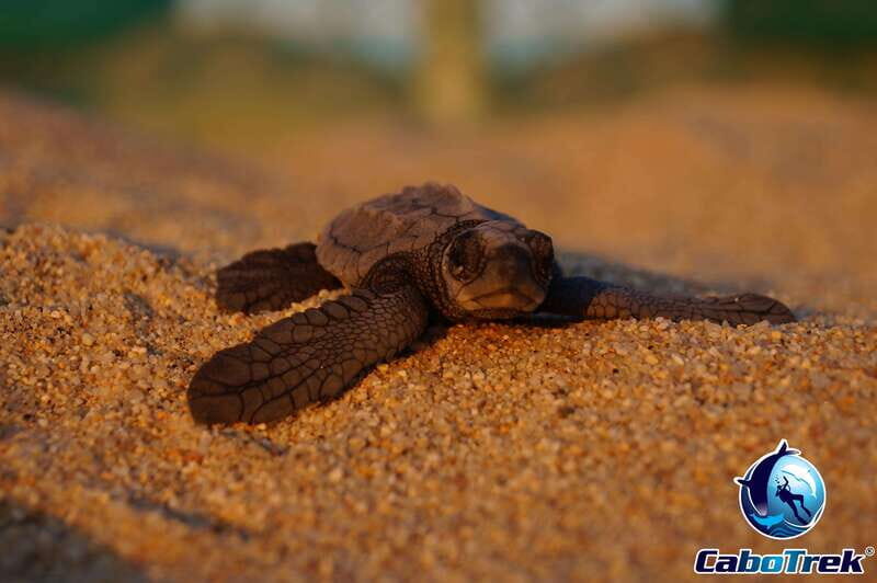 Cabo San Lucas: Baby Turtle Release Experience - The Value of the Experience