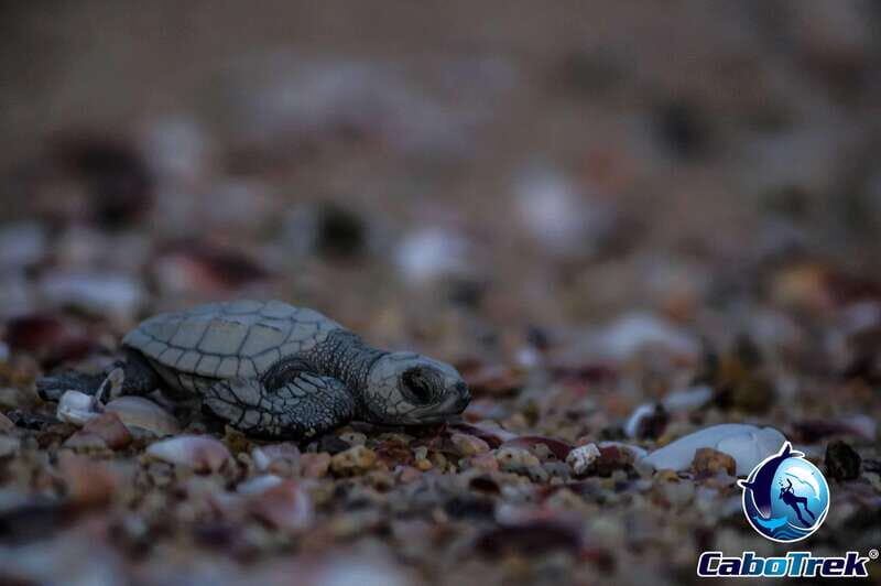 Cabo San Lucas: Baby Turtle Release Experience - Final Thoughts: Is This Tour Right for You?