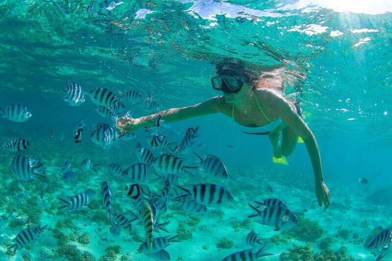 Cabo San Lucas: Cabo Pulmo Snorkeling Expedition - Price and Value