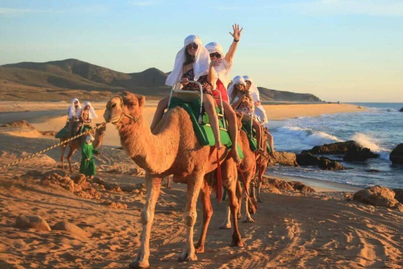 Cabo San Lucas: Camel Ride on the Beach - User Feedback and Insights