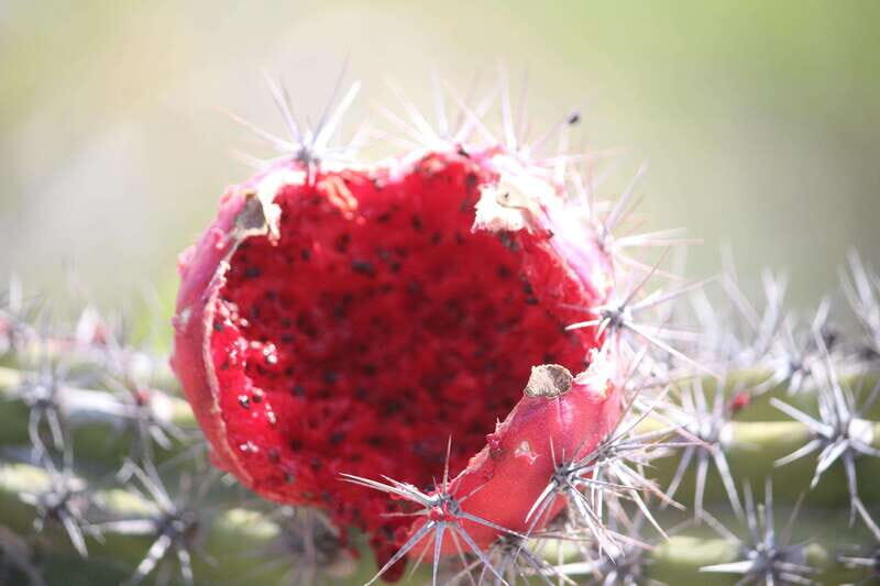 Cabo San Lucas: Candelaria Village ATV Tour - Who Should Consider This Tour?