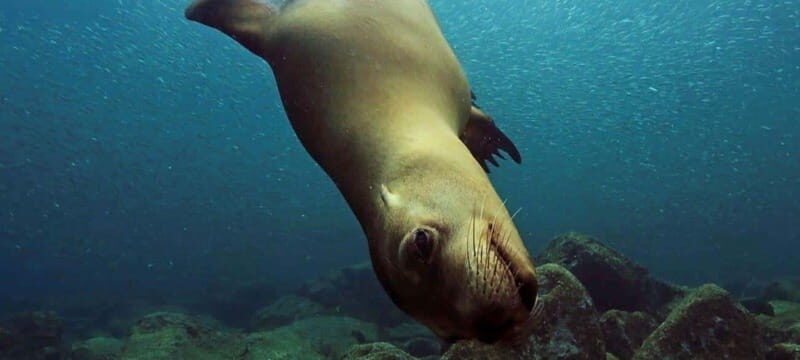 Cabo San Lucas: Discover Scuba Diving Experience - Practical Details and Considerations
