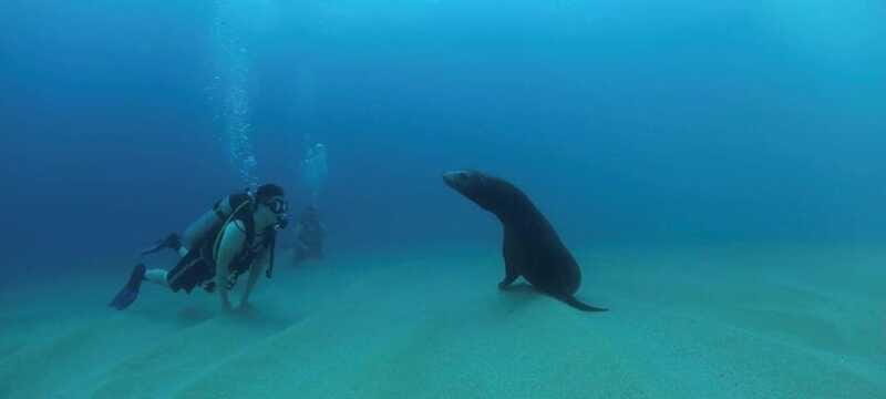Cabo San Lucas: Discover Scuba Diving Experience - Frequently Asked Questions