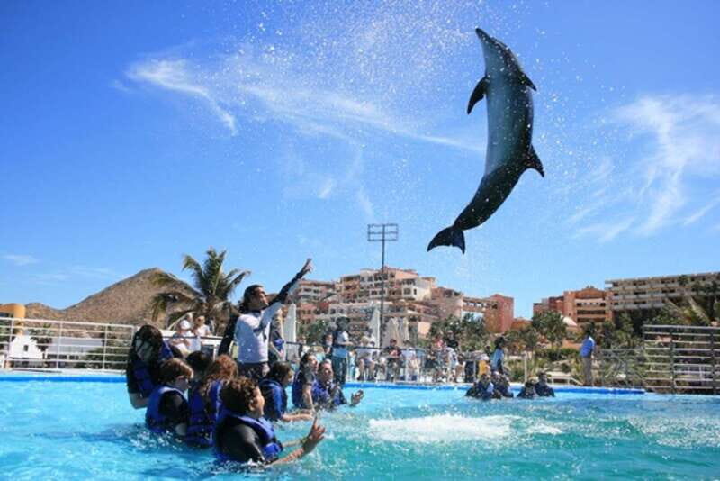 Cabo San Lucas: Dolphin Swim Class with Marine Specialist - Final Thoughts: Who Will Love This Tour?
