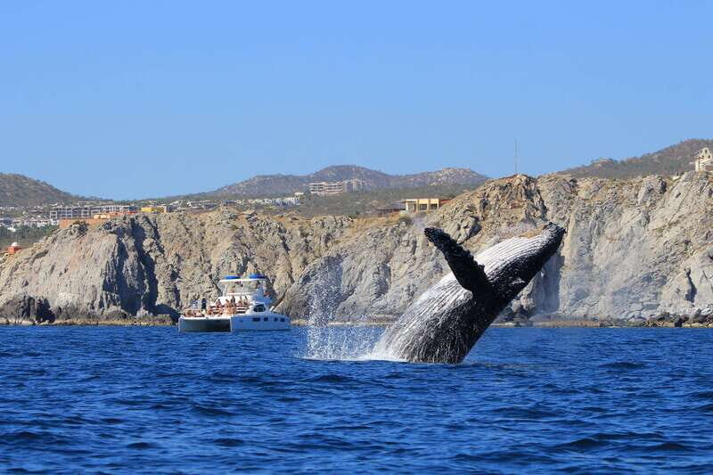 Cabo San Lucas: Luxury Catamaran Whale Watching Experience - An In-Depth Look at the Cabo San Lucas Whale Watching Catamaran