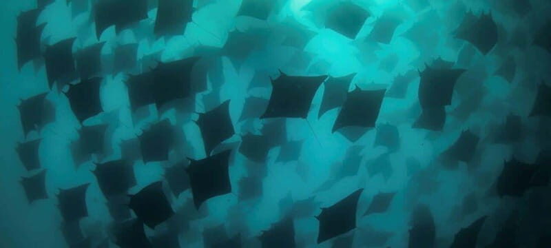 Cabo San Lucas: Marine Reserve Dive - The Experience: Who Will Love This Tour?