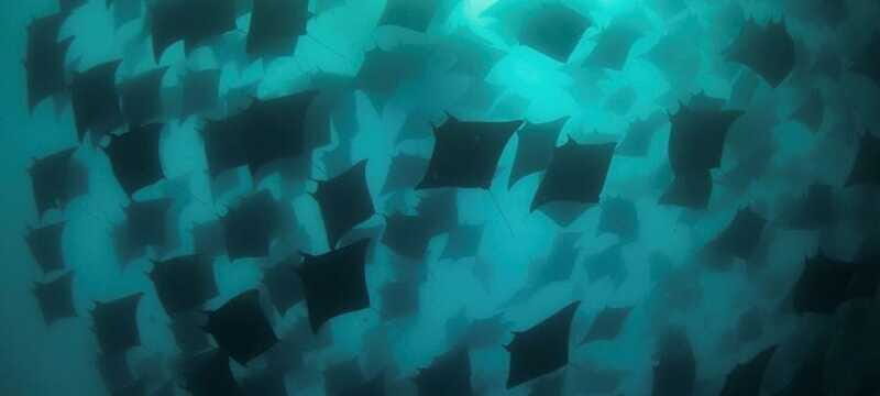 Cabo San Lucas: Marine Reserve Dive - FAQs