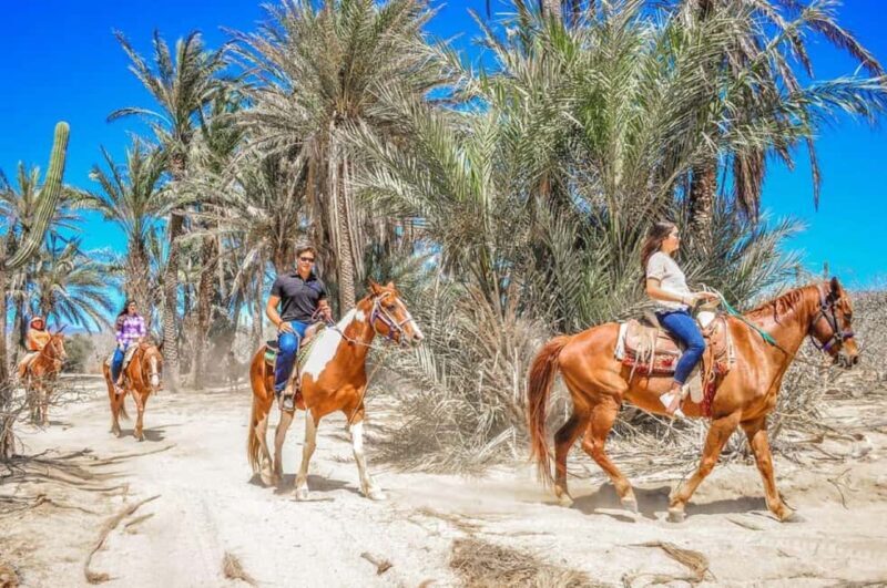 Cabo San Lucas: Migriño Horseback Riding Adventure - Who This Tour Is Best For