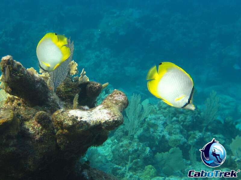 Cabo San Lucas Private and Shared Snorkeling Tour - Who Is This Tour Best For?