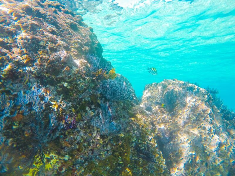 Cabo San Lucas: Private Catamaran Tour with Snorkeling - Relaxation and Entertainment