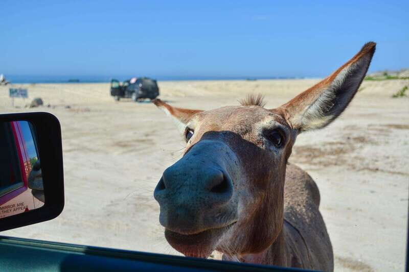 Cabo San Lucas: Private Jeep Tour to Cabo Pulmo & Snorkeling - Final Thoughts: Who Would Love This Tour?