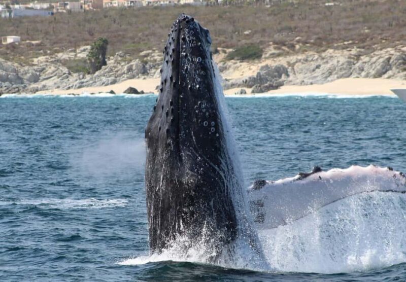 Cabo San Lucas: Private Whale Watching Yacht Excursion - Key Points