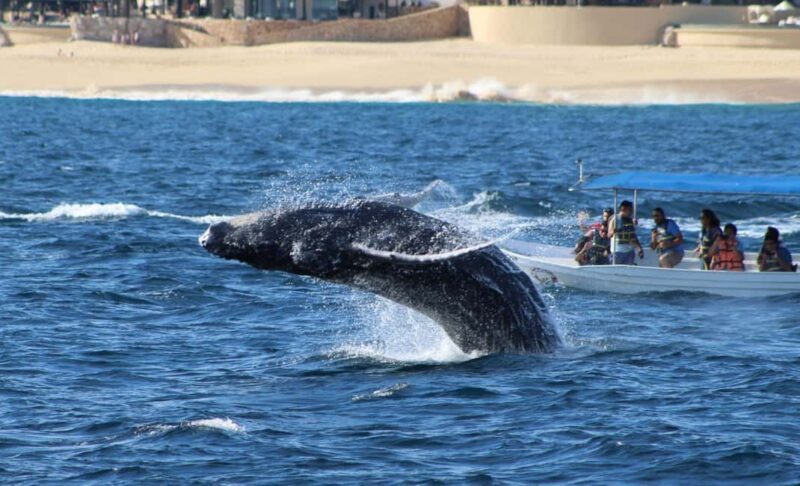 Cabo San Lucas: Private Whale Watching Yacht Excursion - In-Depth Look at the Details