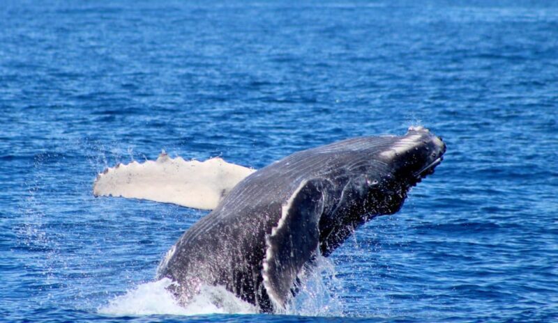 Cabo San Lucas: Private Whale Watching Yacht Excursion - Final Thoughts