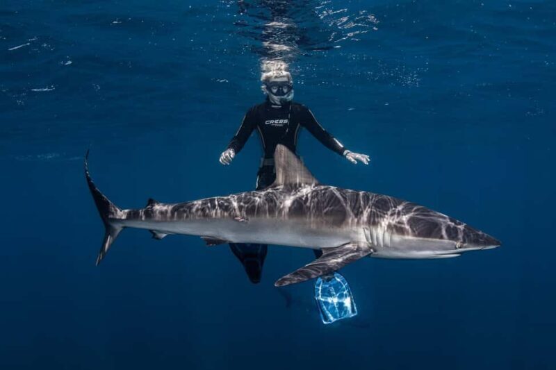 Cabo San Lucas: Shark Snorkeling and Freediving Tour - An In-Depth Look at the Tour