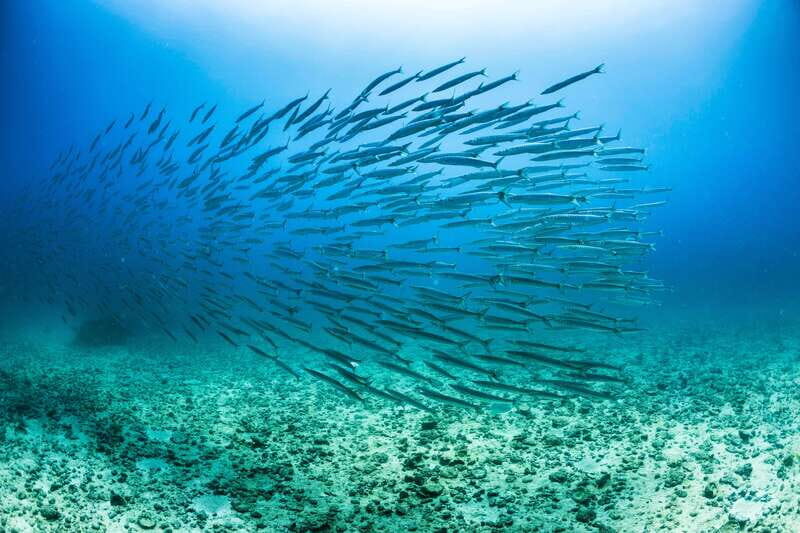 Cabo San Lucas: Snorkel, Lunch and Sail Experience - The Value of the Experience