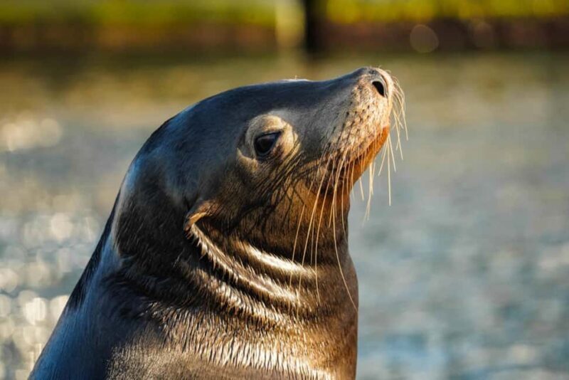 Cabo San Lucas: Sunset Cruise - What to Expect on the Sunset Cruise