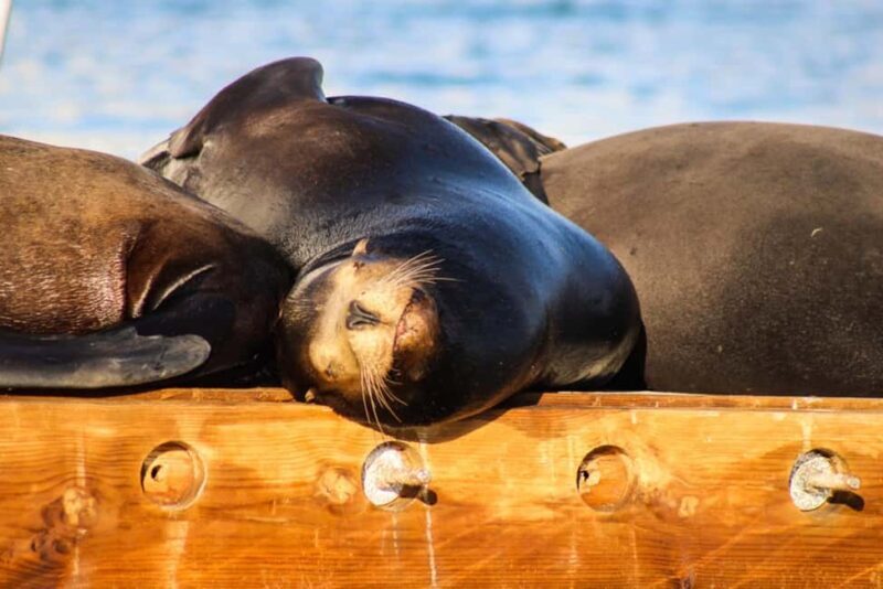 Cabo San Lucas: Sunset Cruise - Final Thoughts: Who Should Consider This Tour?