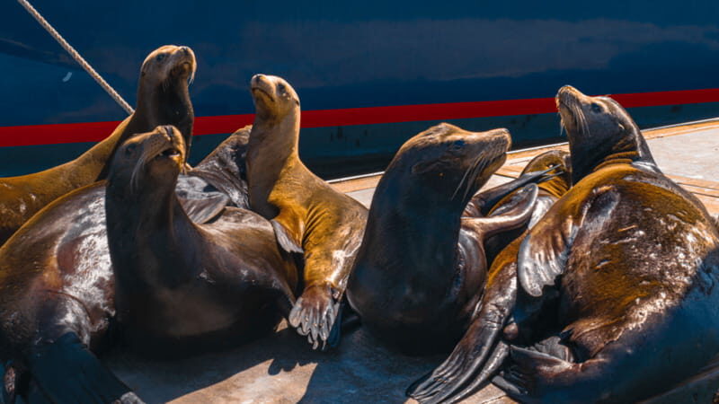 Cabo San Lucas: Tour paseo al Arco + bajada en playa - What to Expect from the Cabo San Lucas Tour