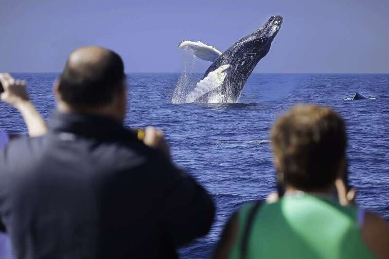 Cabo San Lucas: Whale Watching Breakfast Cruise - The Experience in Detail