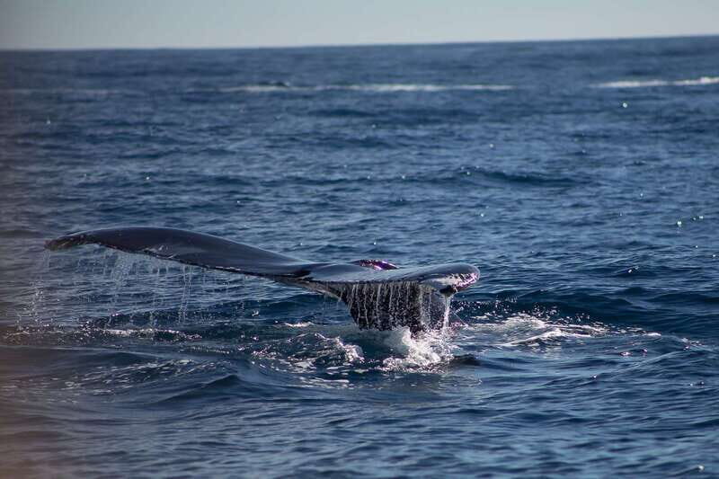 Cabo San Lucas: Whale Watching Breakfast Cruise - Who Should Consider This Tour?