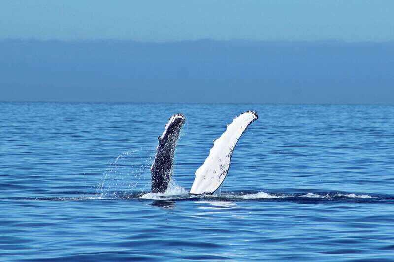 Cabo San Lucas: Whale Watching Experience on Catamaran - Key Points