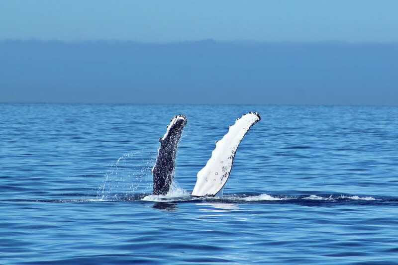 Cabo San Lucas: Whale Watching Experience on Catamaran - Who Is This Tour Best For?