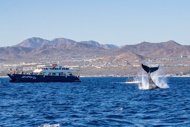 Cabo San Lucas Whale Watching Lunch Cruise - Who Will Love This Tour?