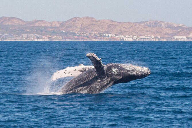 Cabo San Lucas Whale Watching Lunch Cruise - FAQs