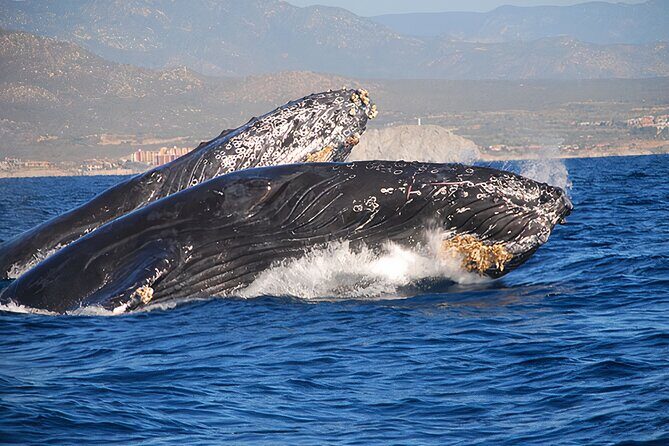 Cabo San Lucas Whale Watching Tour All Included - Final Thoughts