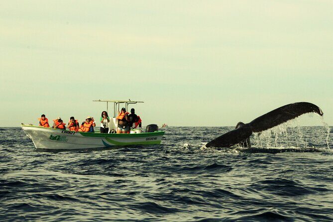 Cabo San Lucas Whale Watching Tour with Photos Included - What to Expect from This Whale Watching Tour