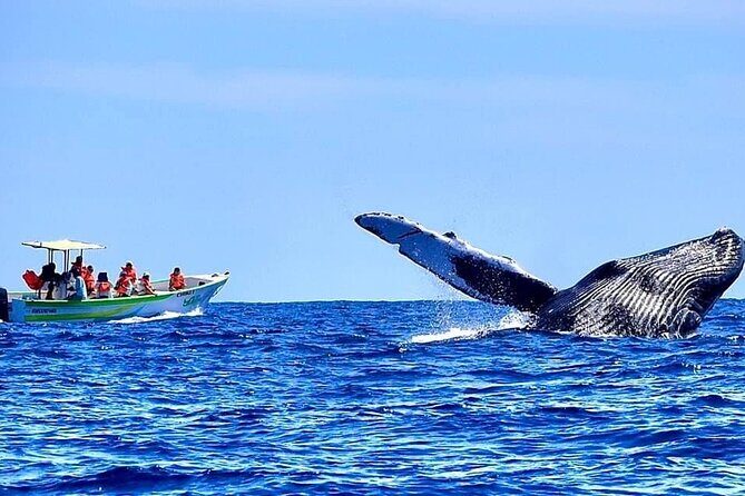 Cabo San Lucas Whale Watching Tour with Photos Included - Final Thoughts